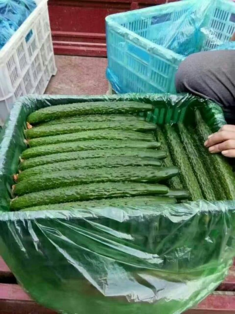 黄瓜干花带刺25公分以上