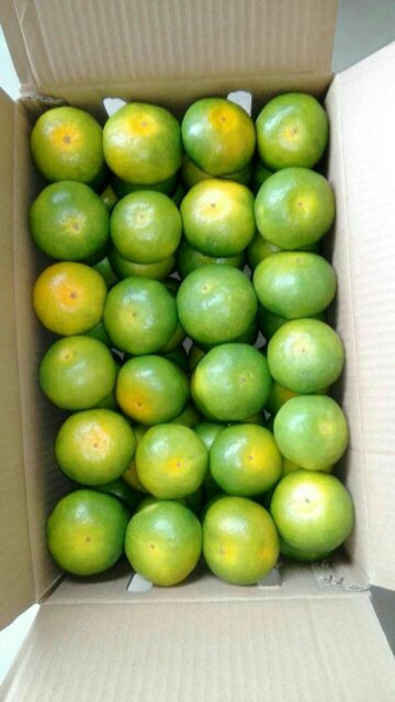 湖南蜜桔，宫川蜜橘5.5~6cm精品蜜橘，美味可口