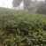 核桃树