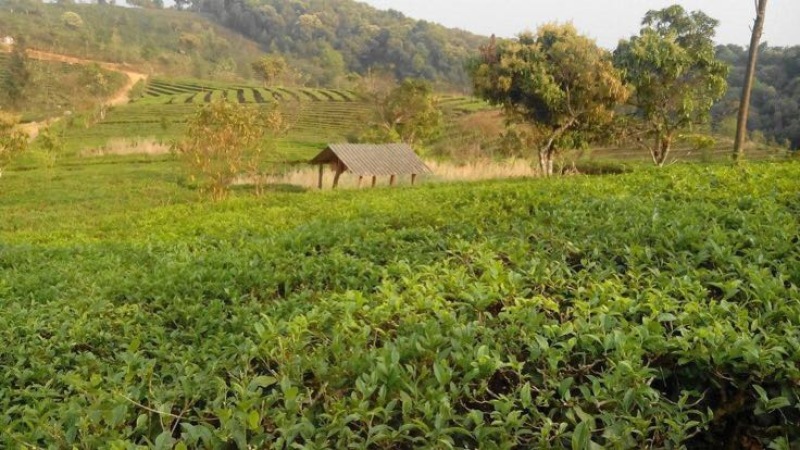 普洱茶