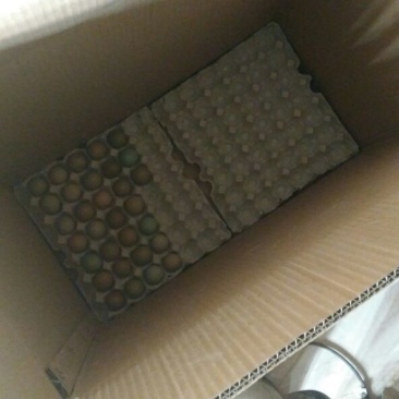 野鸡蛋