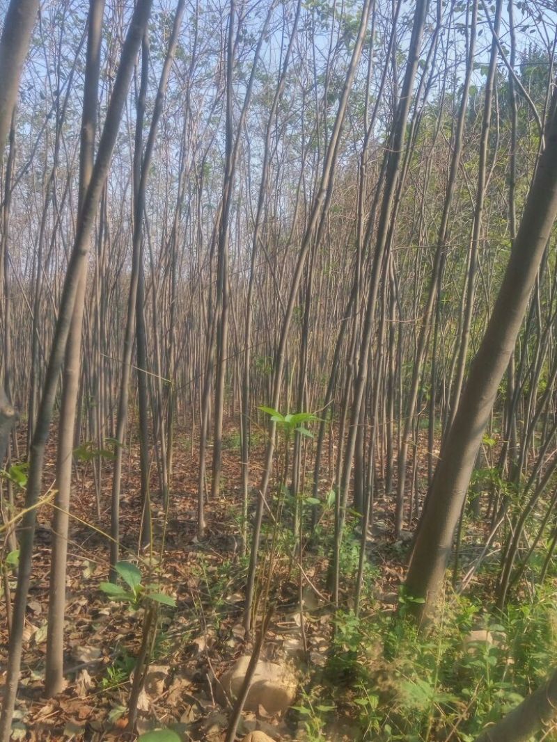 柿树