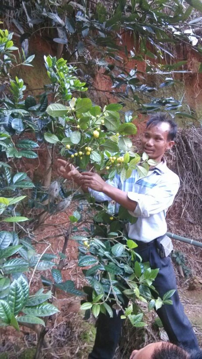 金花茶树苗防普金花茶苗凹脉一年开花保正品假一罚百