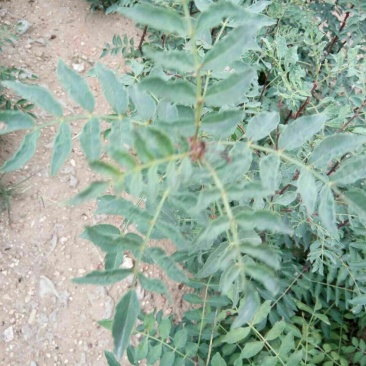 花椒苗1~2年，品种大红袍，无刺，青椒