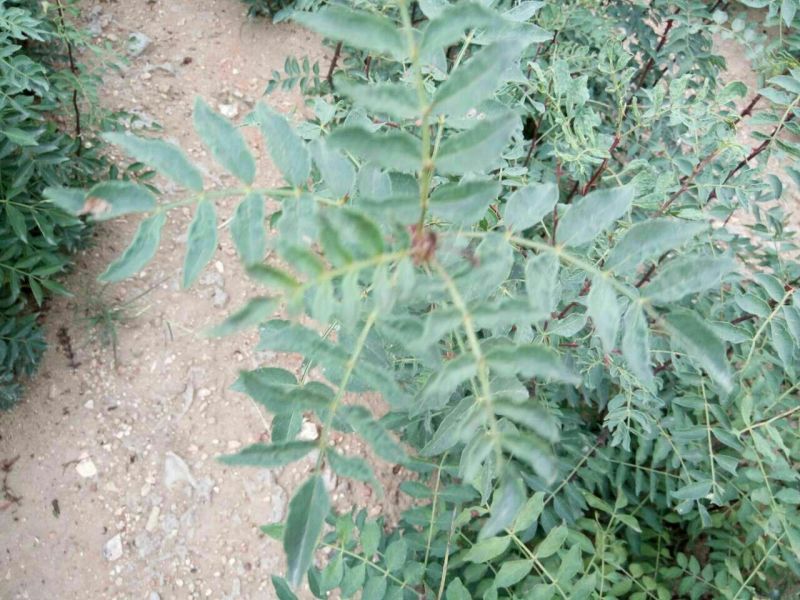 花椒苗1~2年，品种大红袍，无刺，青椒