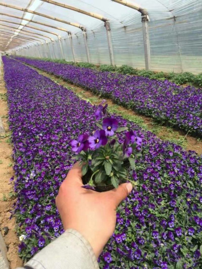 三色堇种苗山东三色堇种植基地三色堇盆栽苗三色堇盆苗