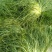 苦菊15~20cm