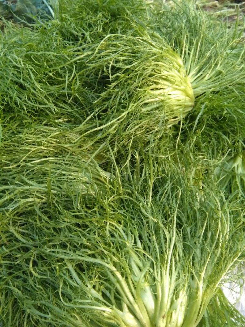 苦菊15~20cm