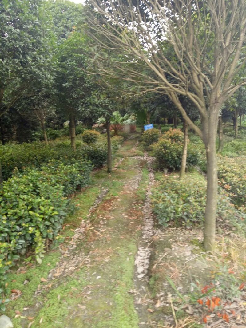 茶花树20~30cm