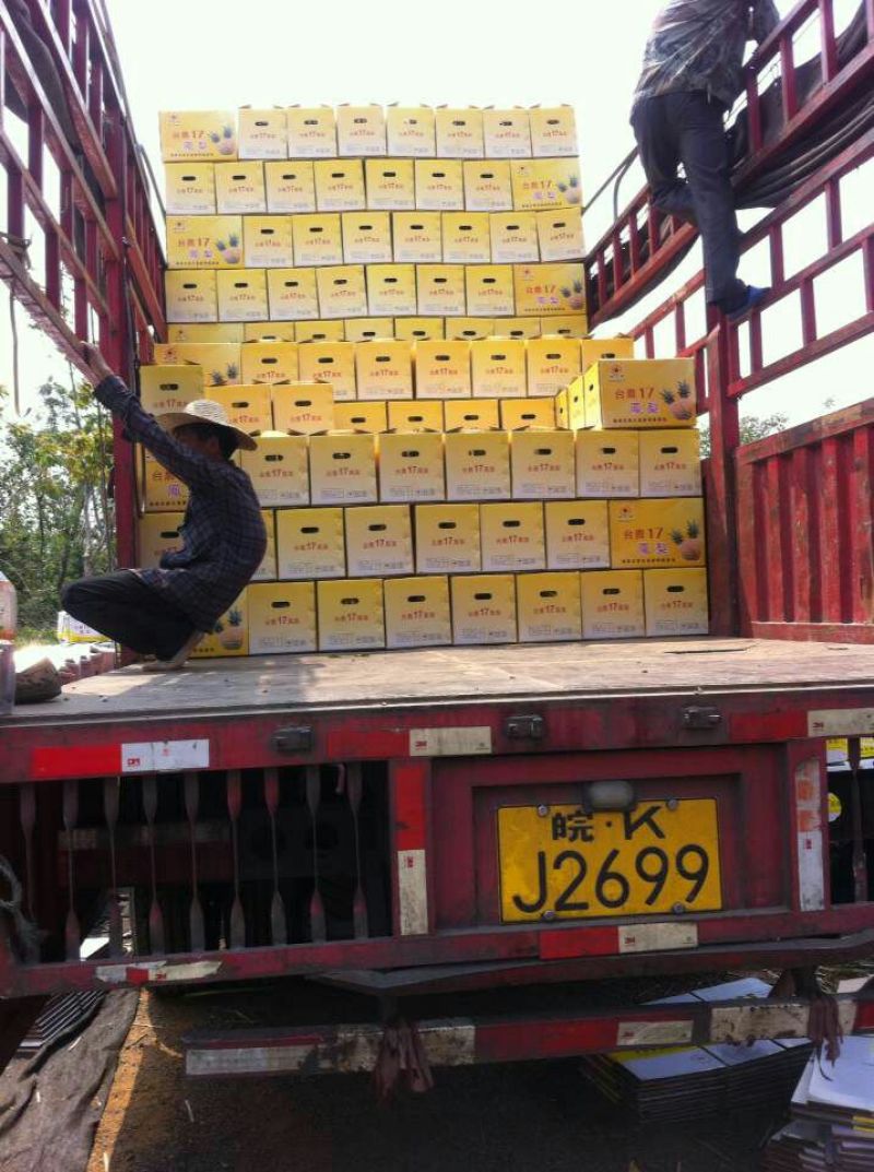 金钻十七号凤梨苗1年
