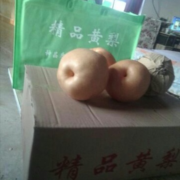 晚秋黄梨600g以上纸箱