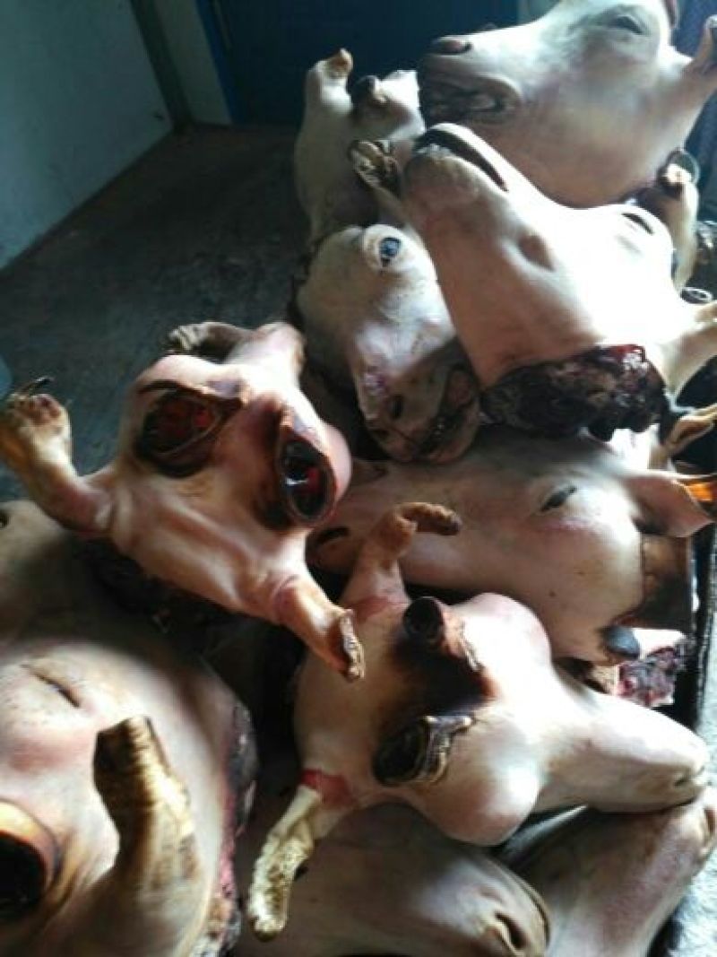 羊肚散装