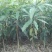 芒果苗1m以下