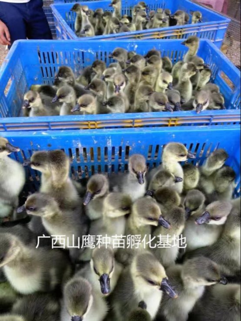马岗鹅苗
