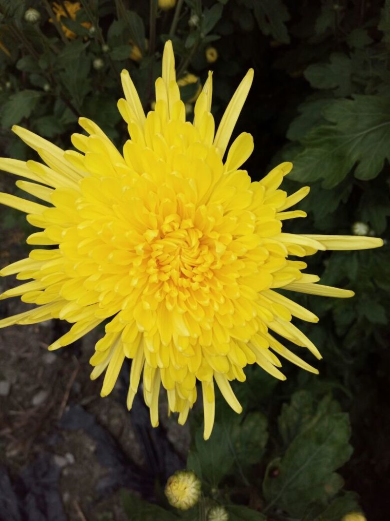 菊花茶