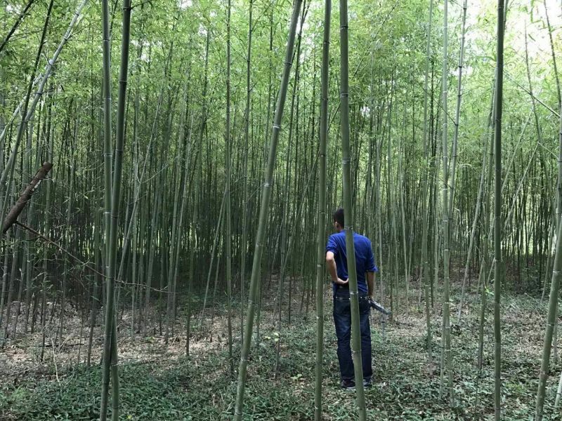 竹子4~5m