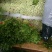 西安市阎良区上市了西芹55cm以上西吉芹菜
