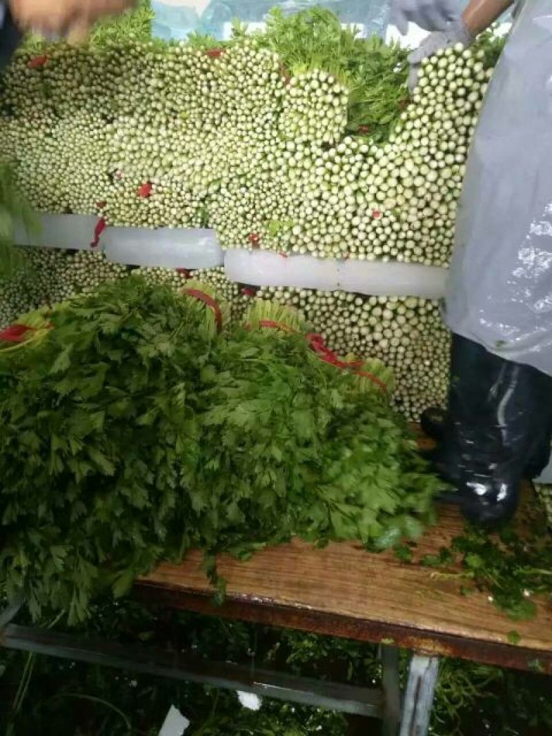 西安市阎良区上市了西芹55cm以上西吉芹菜