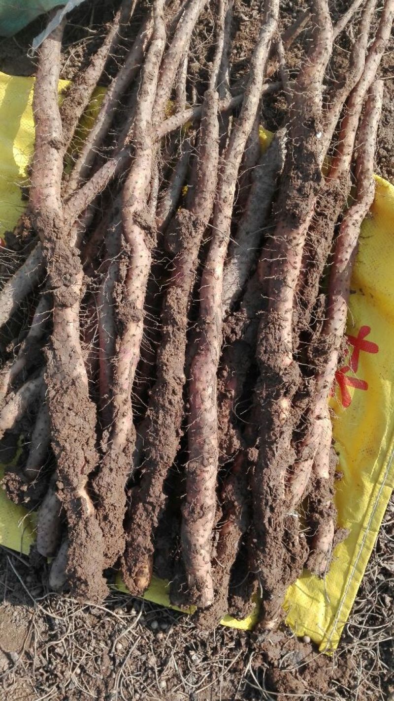 垆土山药2~3厘米特级手捡50~70厘米