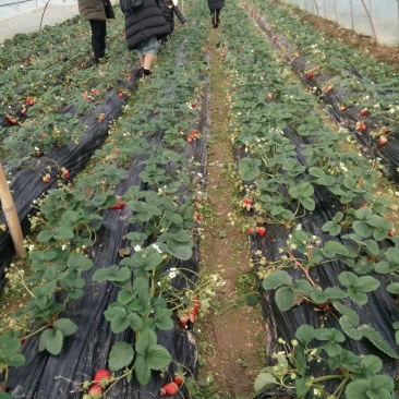 红颜草莓40克以上