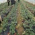 红颜草莓40克以上