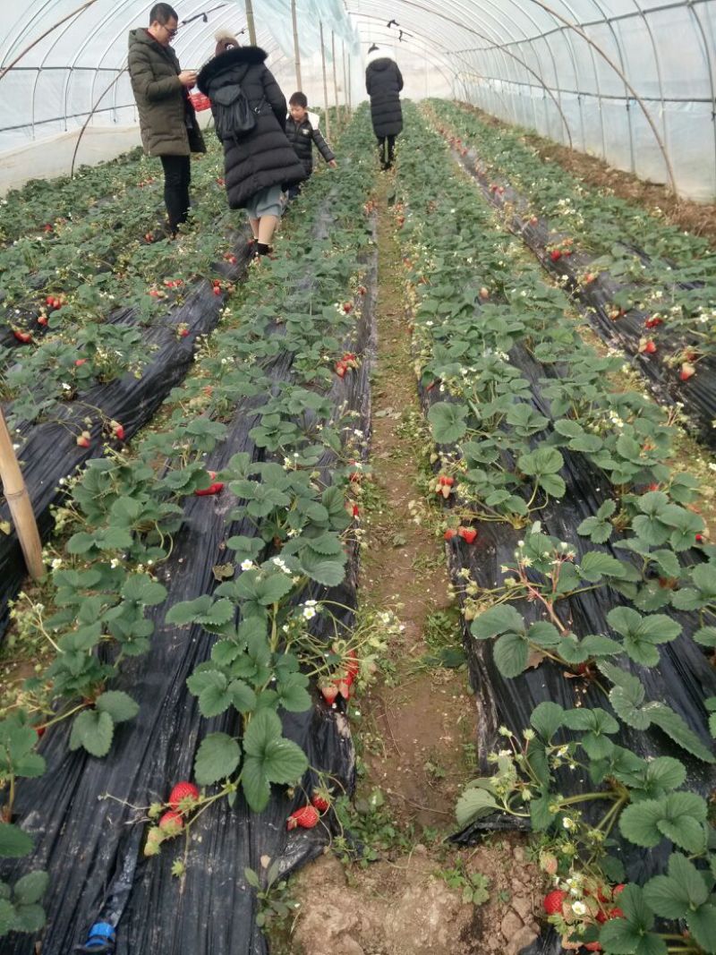 红颜草莓40克以上