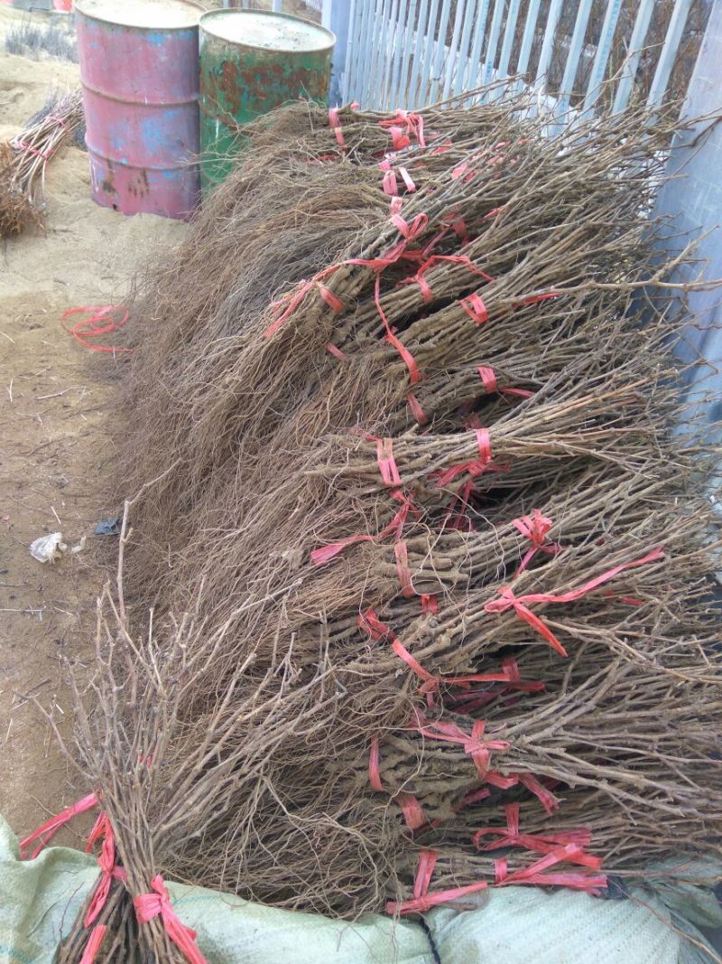 巨峰葡萄苗葡萄苗品种好吃不酸的老品种早结果