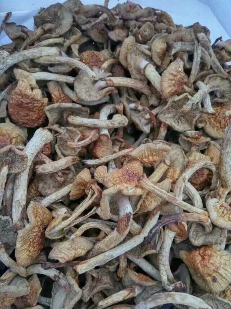 滑子菇干品