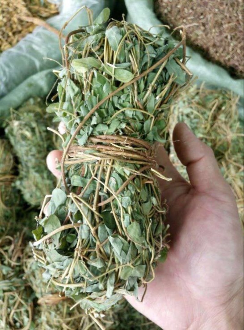 鸡骨草野生鸡骨草，带叶子。