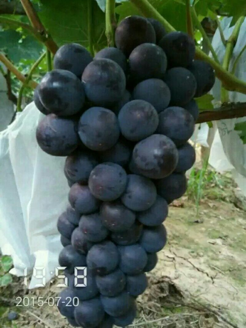 夏黑葡萄苗免费技术指导