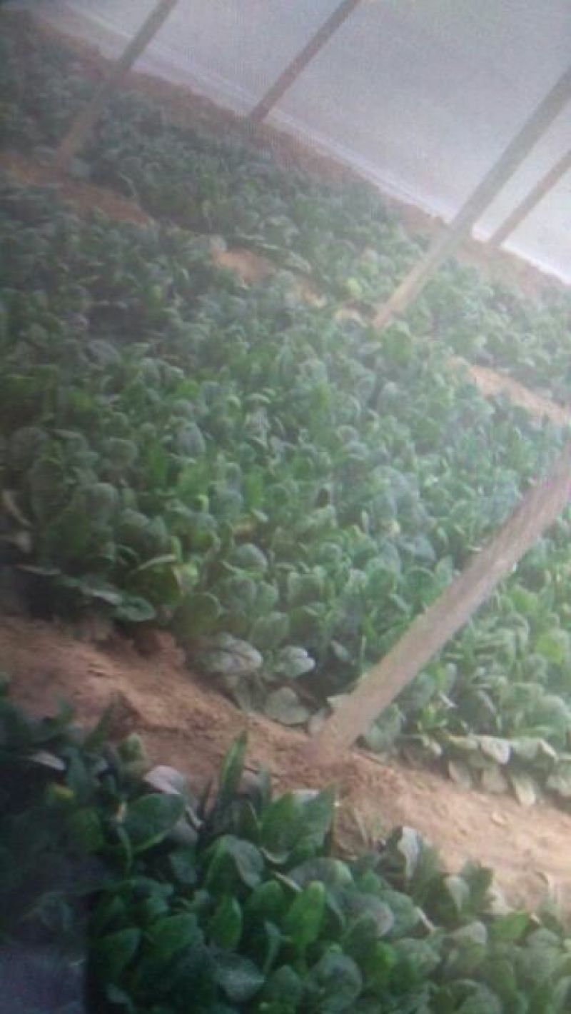 越冬菠菜15~20厘米