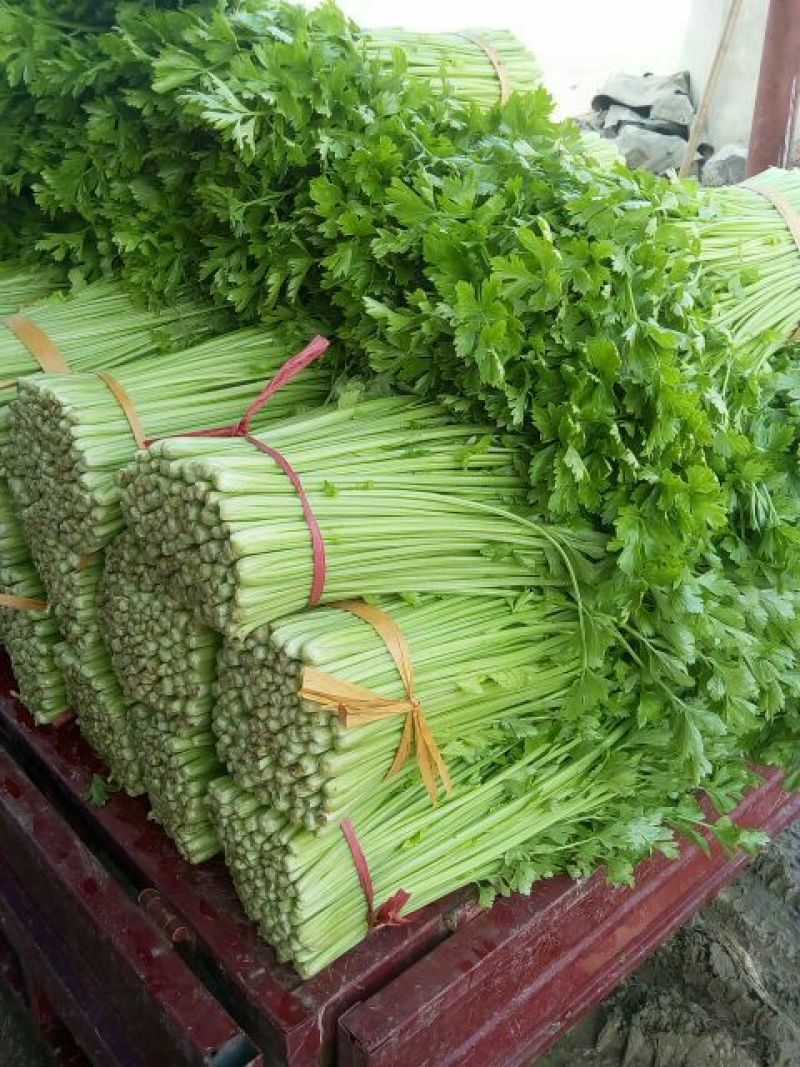 西芹55cm以上精品西芹