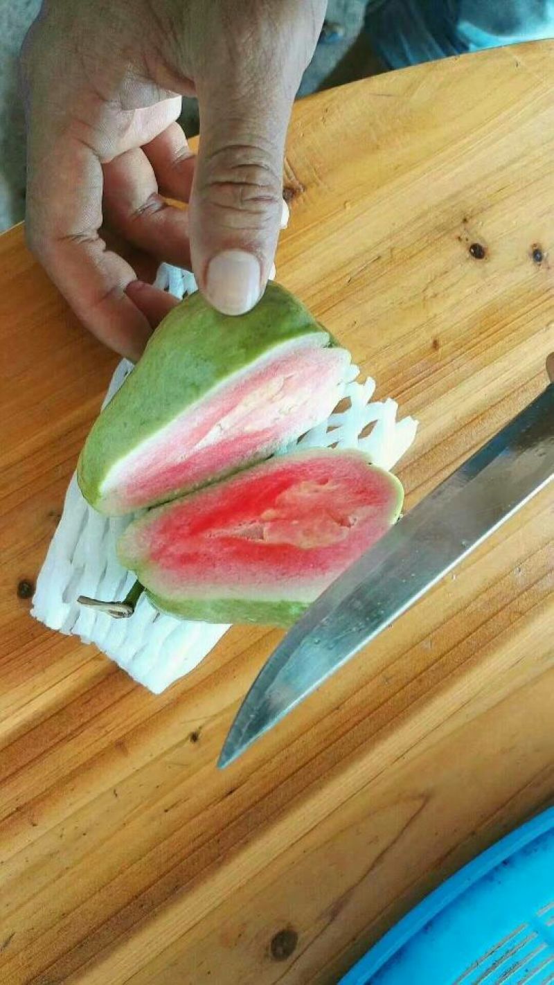 番石榴苗西瓜芭乐苗红心