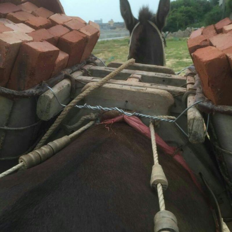 骡子300~400kg