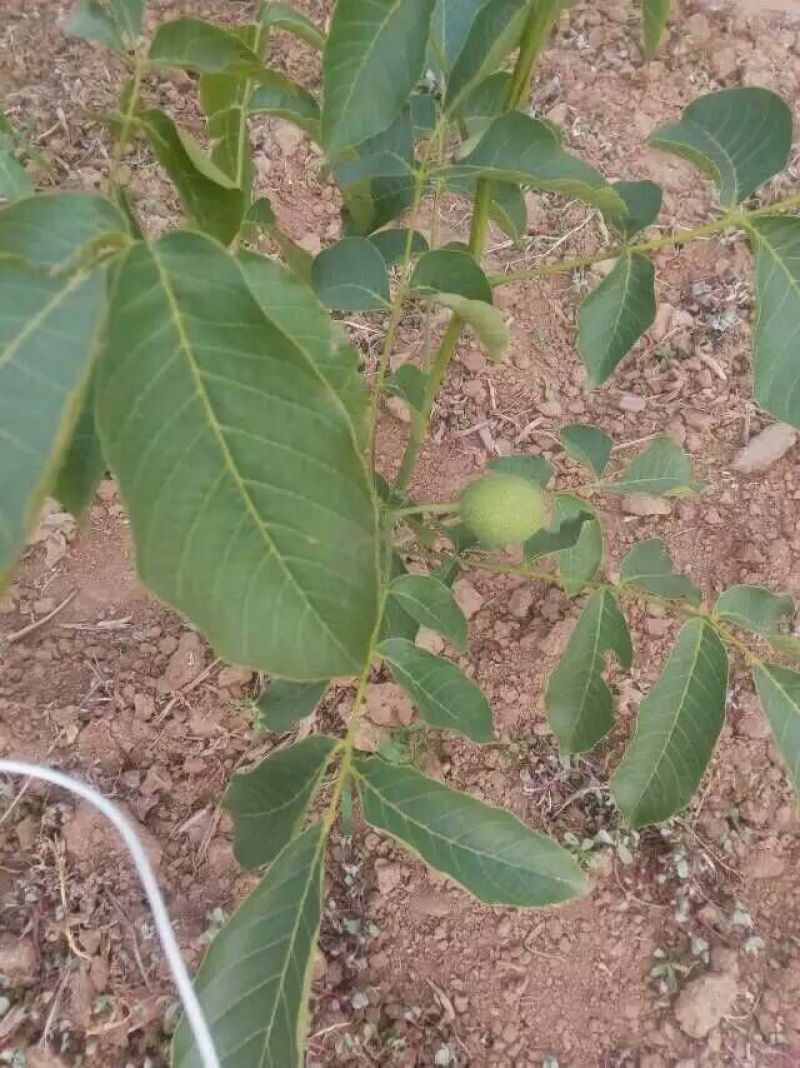嫁接核桃苗嫁接香玲清香纸皮核