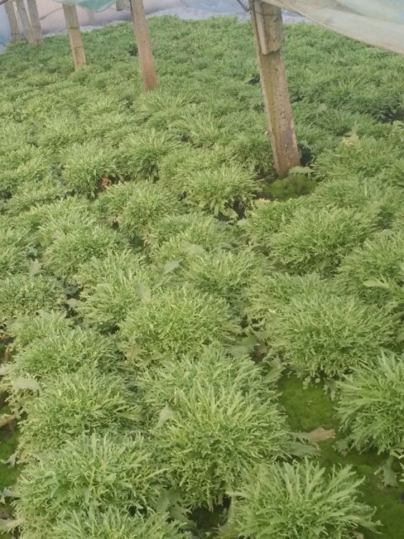 苦菊