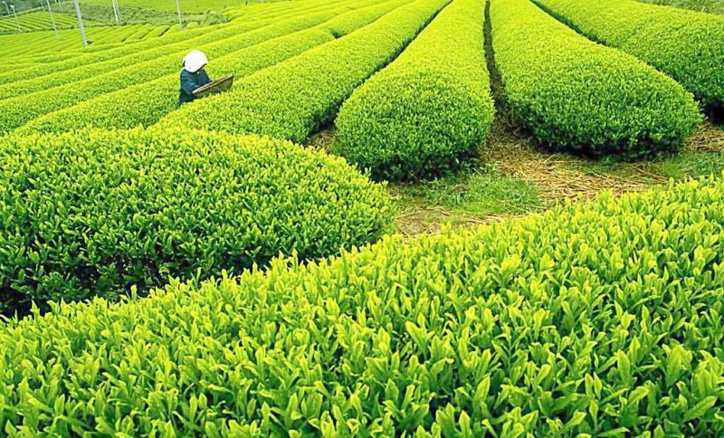 古树普洱茶特级