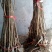 香椿苗50~60cm