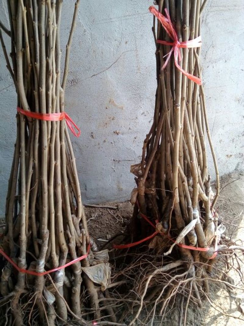 香椿苗50~60cm