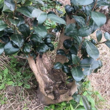茶花
