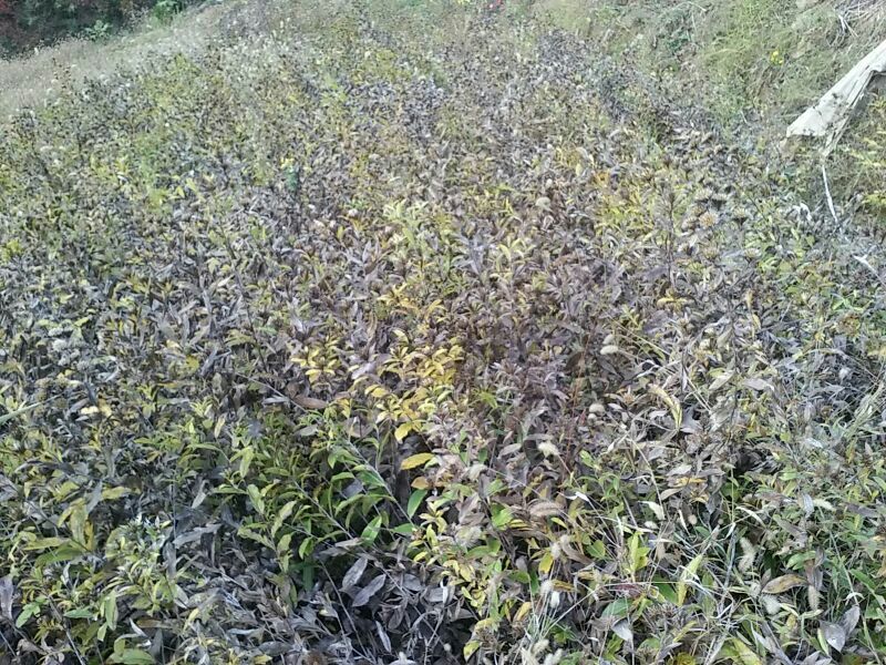 朱砂点儿苍术幼苗湖北野生移一手货源