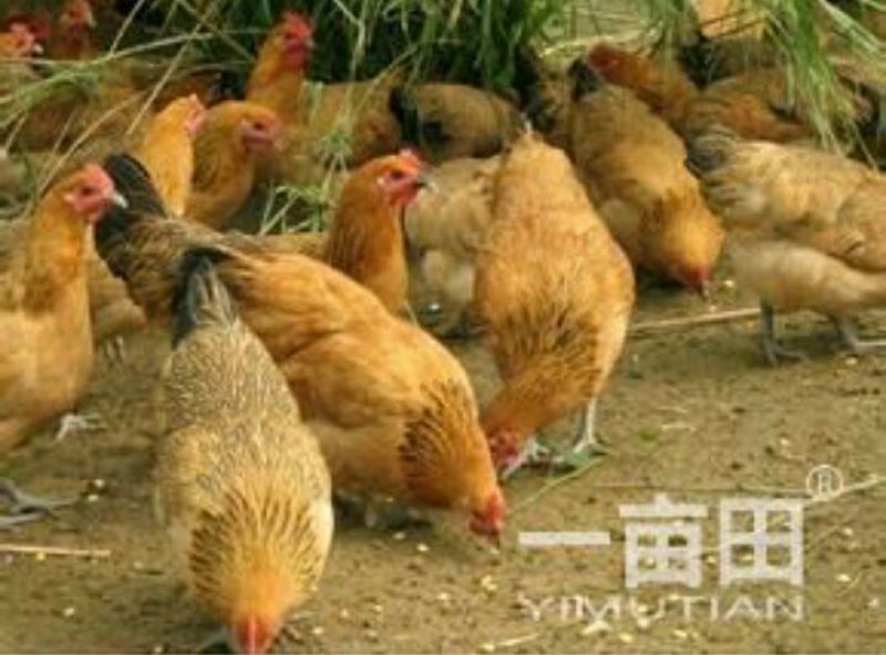 土鸡苗1斤以下