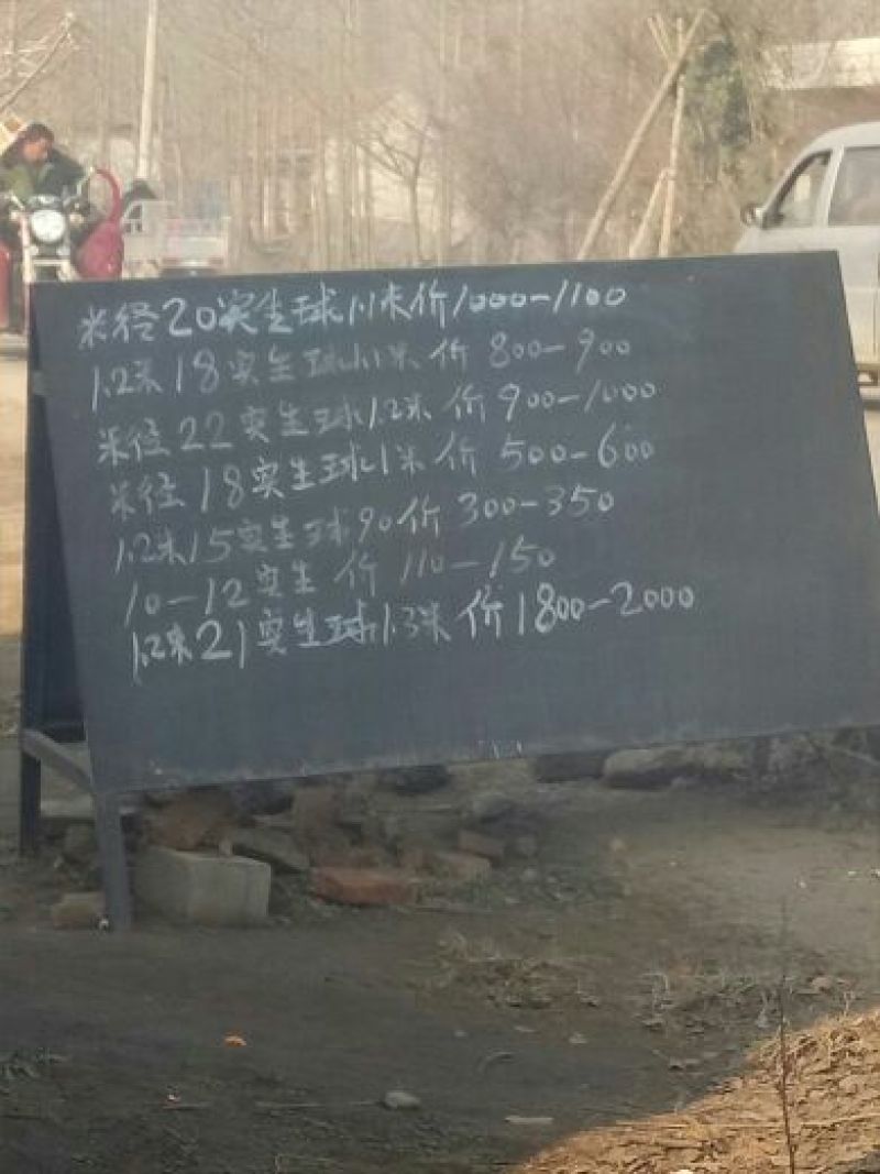 银杏桩10~15cm