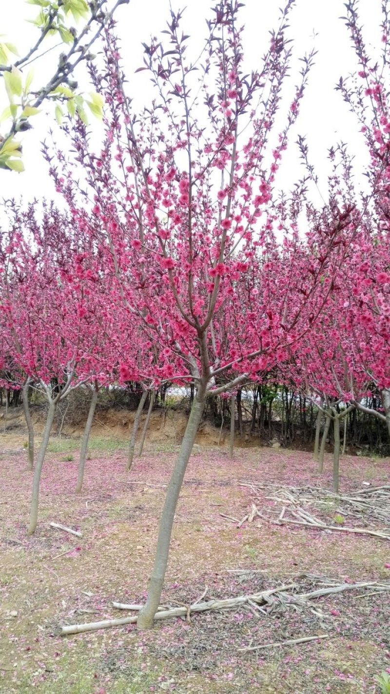 紫叶碧桃10~12cm1.5~2米