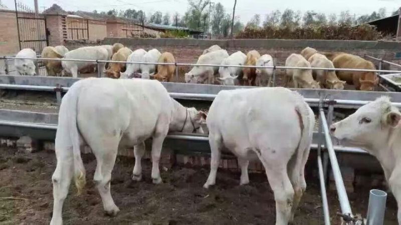 肉牛200~300斤