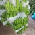 香蕉七成熟