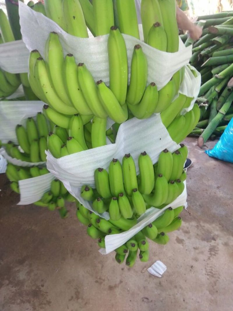 香蕉七成熟