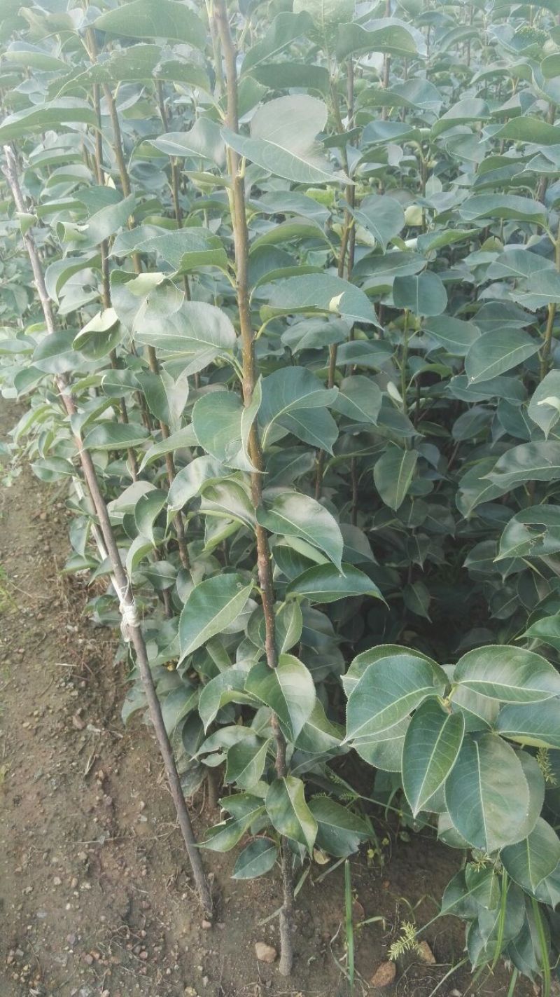 甜柿子树苗嫁接成苗1-5年苗，阳丰甜柿子树苗罗田甜柿