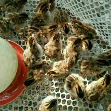 鸡苗60~70克出壳苗