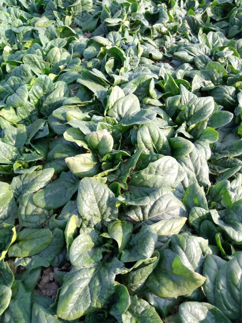 越冬菠菜10~15厘米
